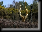 Tréhorenteuc (56), le 24 mars 2009
L'arbre d'or, châtaignier brûlé lors du terrible incendie
de septembre 1990 symbolise la renaissance du
Val Sans Retour...