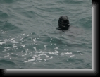 Le Conquet, le 1er avr. 2007
Espèce protégée en mer d'Iroise, ce phoque prend volontier la pose.